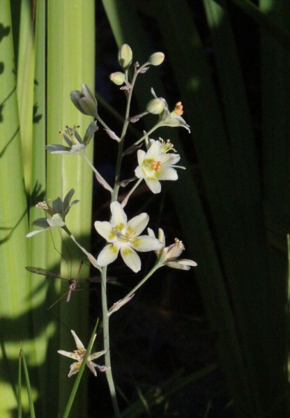 Anticlea elegans, Foto vom 18.7. (© Spender 55)
