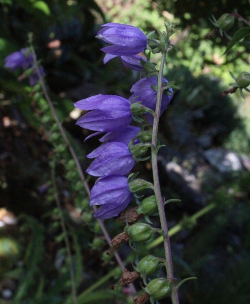 Campanula rapunculoides, Foto vom 18.7. (© Spender 55)