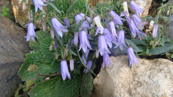 Campanula tommasiniana, Foto vom 9.7. (© Spender 55)