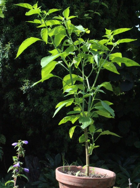 Capsicum baccatum, Foto vom 20.7. (© Spender 55)