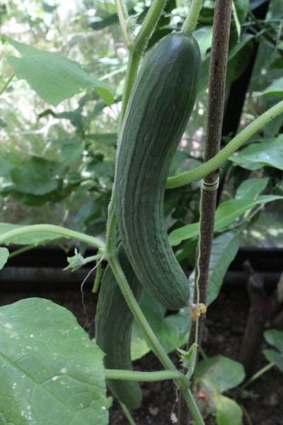 Cucumis sativus, Foto vom 19.7. (© Spender 55)
