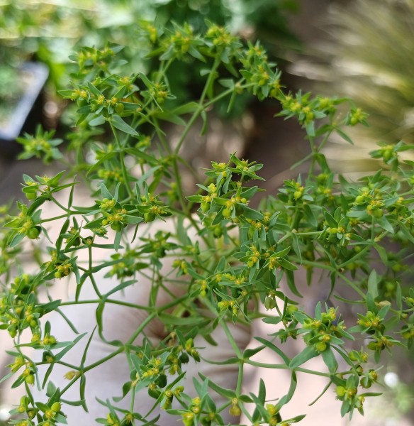 Euphorbia exigua, Foto vom 25.7. (© Spender 55)