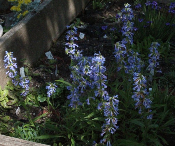 Penstemon procerus, Foto vom 6.6. (© Spender 55)