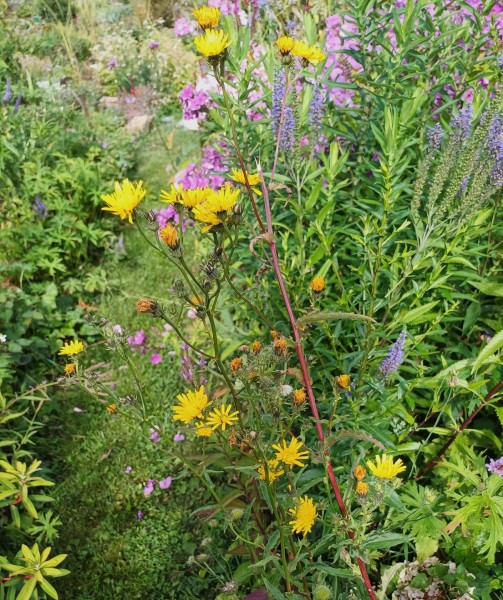 Picris hieracioides, Foto vom 25.7. (© Spender 55)