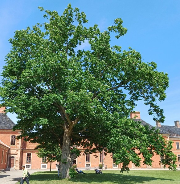 Pterocarya fraxinifolia, Foto vom 21.6. (© Spender 55)