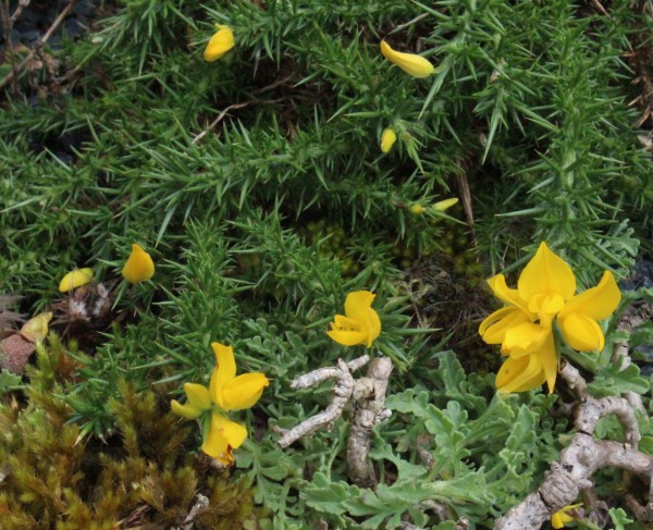 Ulex galli, Foto vom 29.7. (© Spender 55)
