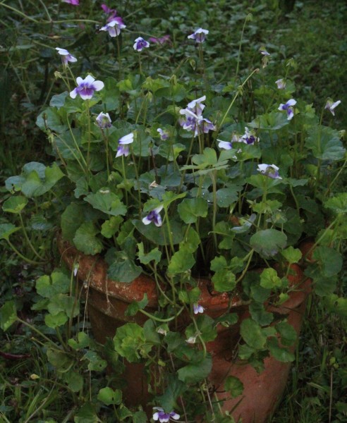 Viola hederacea, Foto vom 24.7. (© Spender 55)
