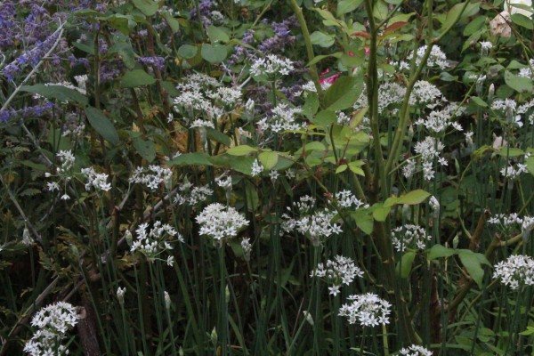 Allium tuberosum, Foto vom 27.8. (© Spender 55)