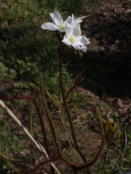 Drosera binata, Foto vom 22.7. (© Spender 55)