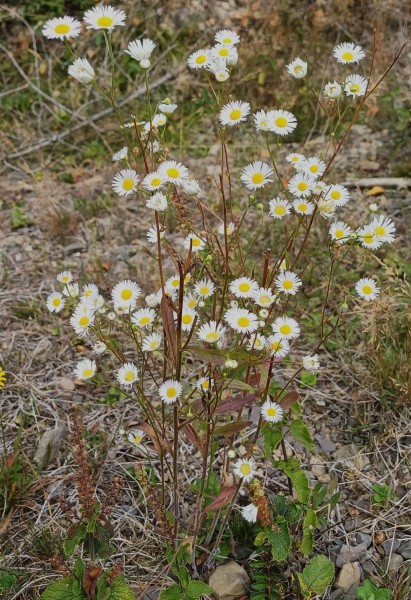 Erigeron annuus, Foto vom 24.8. (© Spender 55)