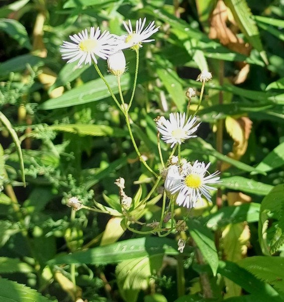 Erigeron strigosus, Foto vom 24.8. (© Spender 55)