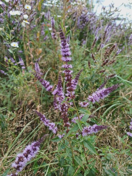 Mentha spicata, Foto vom 24.8. (© Spender 55)