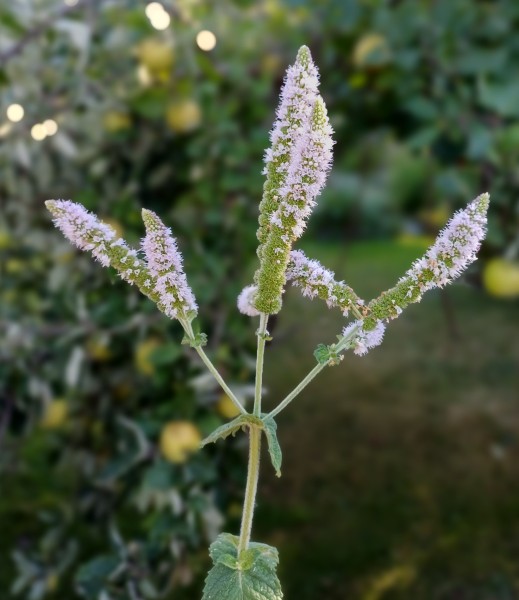 Mentha suaveolens, Foto vom 27.8. (© Spender 55)