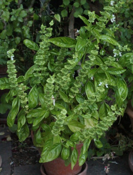 Ocimum basilicum, Foto vom 30.8. (© Spender 55) 