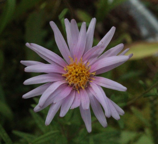 Oclemena nemoralis, Foto vom 26.8. (© Spender 55)