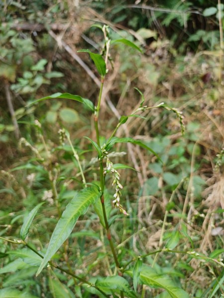 Persicaria hydropiper, Foto vom 24.8. (© Spender 55)