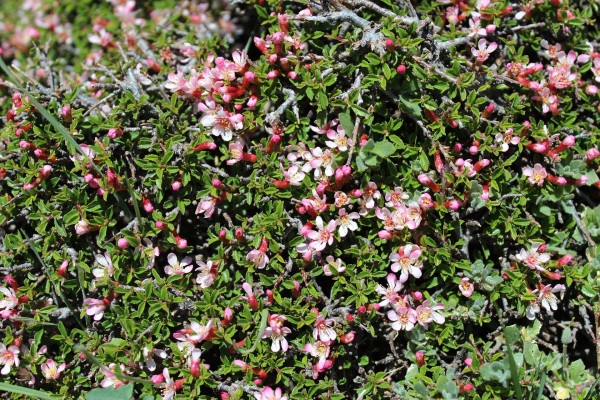 Prunus prostrata, Foto vom 2.5. auf Kreta (© Spender 55)