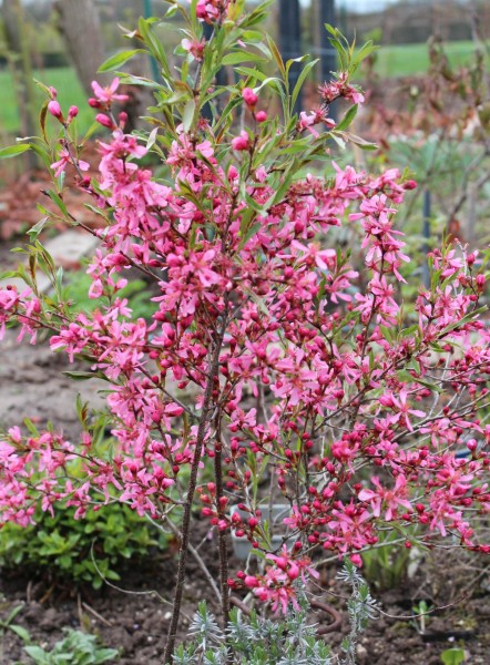 Prunus tenella, Foto vom 12.4. (© Spender 55)