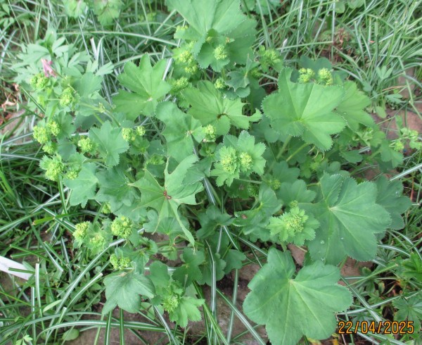 Alchemilla vulgaris, Foto vom 22. April (© Spender 240)