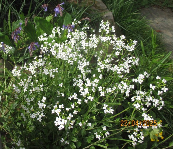Arabidopsis halleri; Bild vom 22. April (© Spender 240)