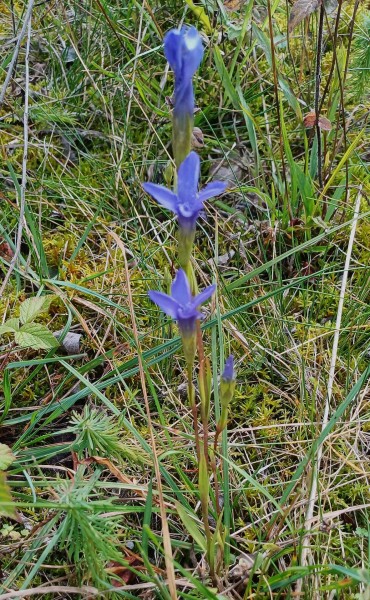 Gentianopsis ciliata, Foto vom 29.9. (© Spender 55)