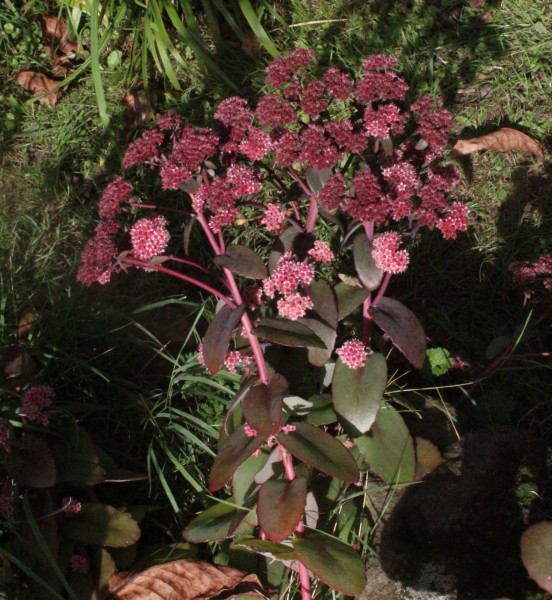 Hylotelephium telephium, Foto vom 25.9. (© Spender 55)