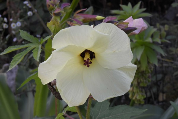 Abelmoschus manihot, Foto vom 7.9. (© Spender 253)