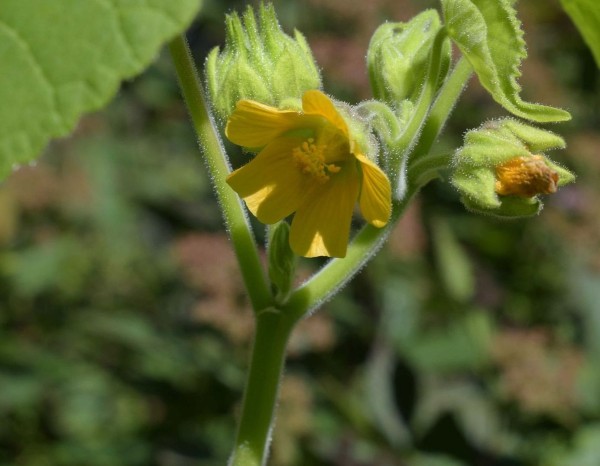Abutilon theophrasti, Foto vom 4.9. (© Spender 253)