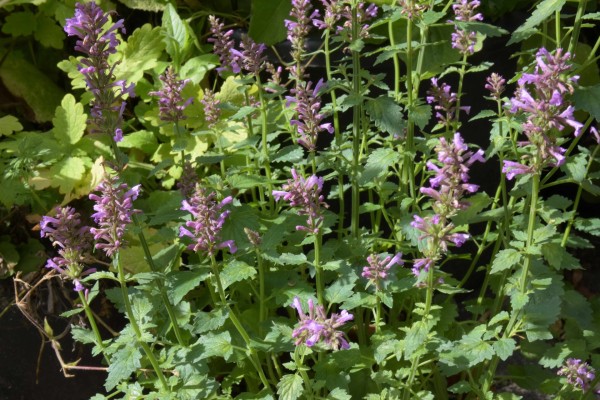 Agastache pallidiflora ssp. neomexicana `Rose Mint´; Foto vom 5.9. (© Spender 253)