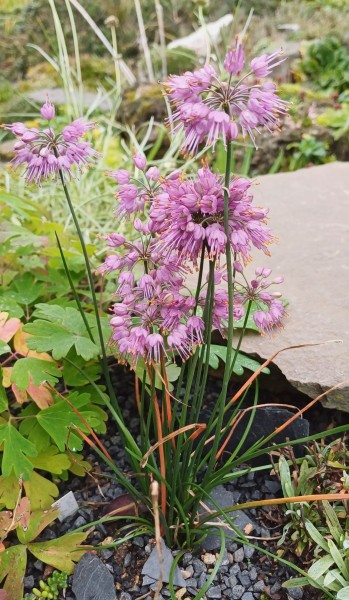 Allium thunbergii `Ozawa´, Foto vom 19.10. (© Spender 55)