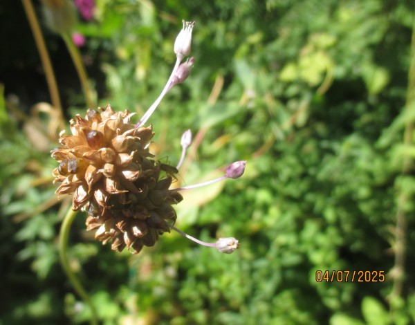Allium vineale, Foto vom 4. Juli (© Spender 240)
