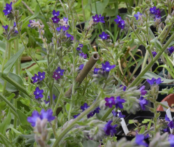 Anchusa officinalis, Foto vom 10.6. (© Spender 253)