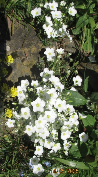 Arenaria montana, Foto vom 14. Mai (© Spender 240)