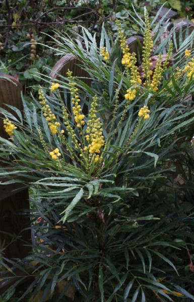 Berberis eurybracteata, Foto vom 22.10. (© Spender 55)