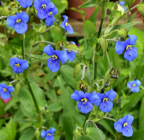 Commelina tuberosa, Foto vom 5.8. (© Spender 253)
