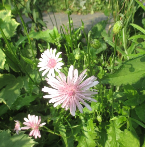 Crepis rubra, Foto vom 8. Juni (© Spender 240)