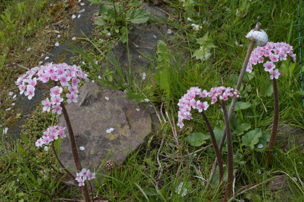 Darmera peltata, Foto vom 1.5. (© Spender 253)