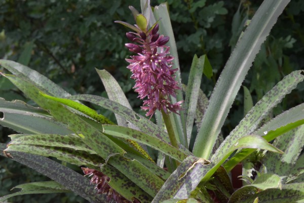 Eucomis vandermervei, Foto vom 1.8. (© Spender 253)