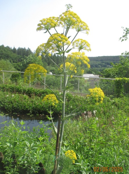 Ferula communis, Bild vom 2.6. (© Spender 240)