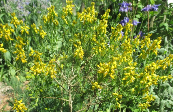 Genista germanica, Foto vom 12. Mai (© Spender 240)