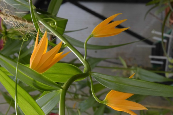 Gloriosa modesta, Foto vom 29.9. (© Spender 253)