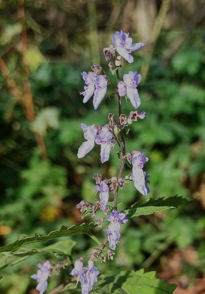 Isodon erubescens, Foto vom 19.10. (© Spender 55)