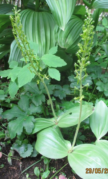 Listera ovata, Foto vom 29. Mai (© Spender 240)