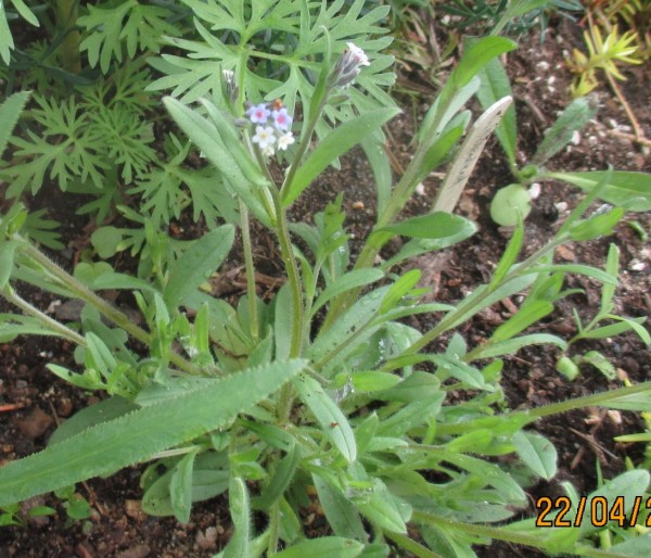 Myosotis discolor; Foto vom 22. April (© Spender 240)