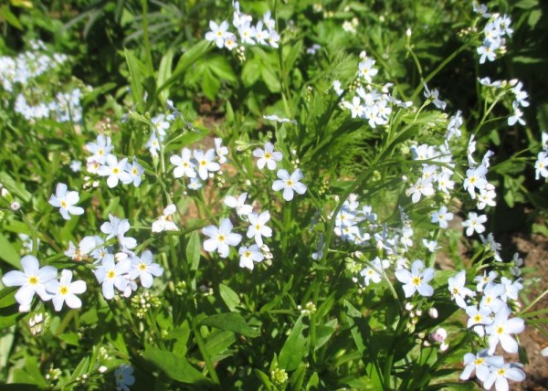 Myosotis scorpioides, Bild vom 9. Mai (© Spender 240)