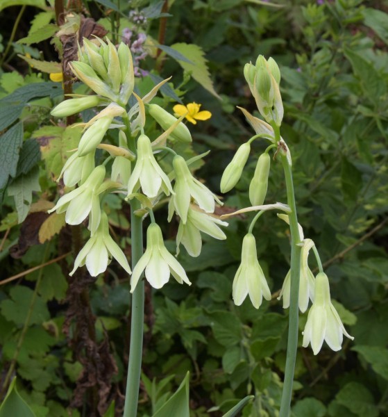 Ornithogalum regale, Foto vom 10.7. (© Spender 253)
