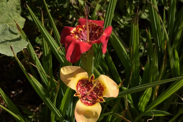 Tigridia pavonia, Foto vom 9.8. (© Spender 253)