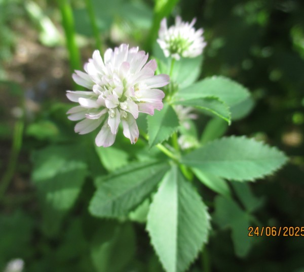 Trifolium resupinatum, Foto vom 24. Juni (© Spender 240)