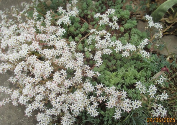 Sedum pallidum, Foto vom 25. Juni (© Spender 240)