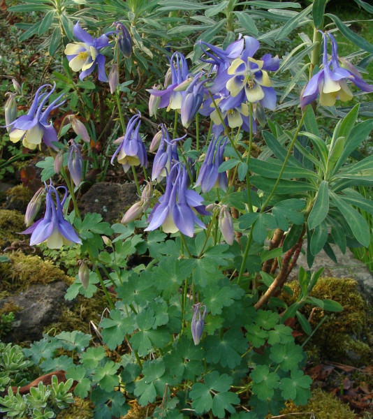 Aquilegia caerulea Hybride, Foto vom 12.5. (© Spender 55)